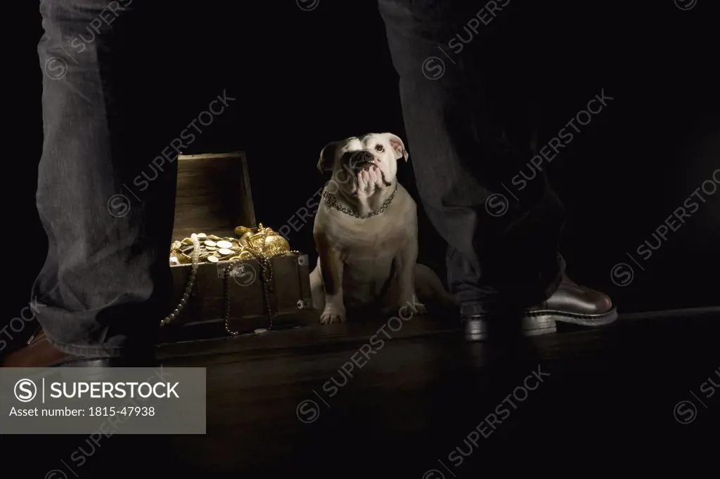 Bulldog sitting next treasure chest, man in foreground
