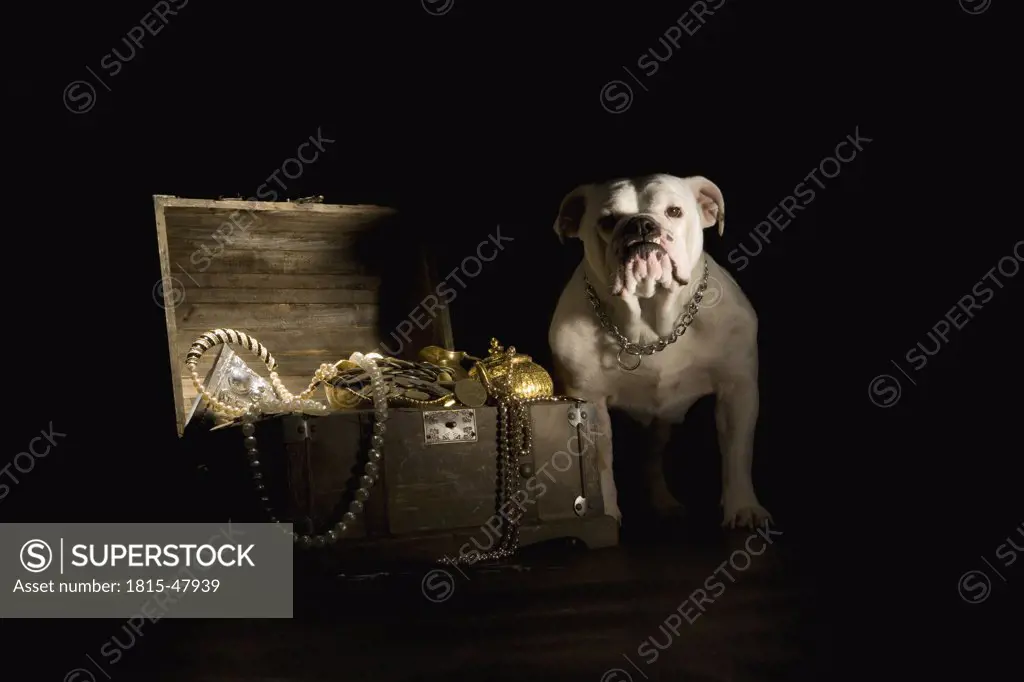 Bulldog standing next treasure chest, portrait