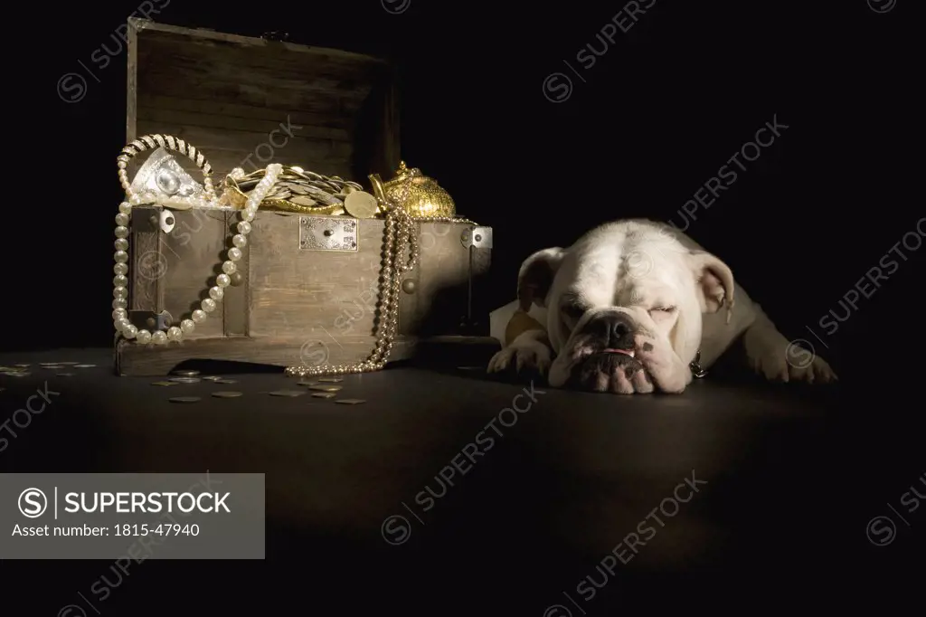Bulldog sleeping next treasure chest