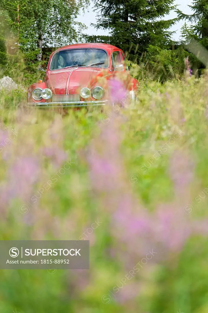Sweden, Lapland, Car within a flowering meadow in Kvikkjokk