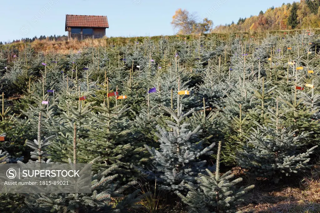 Austria, Plantation of christmas trees