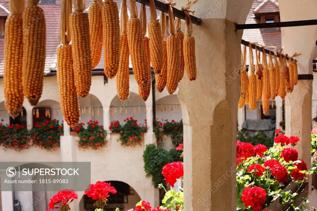 Austria, Lower Austria, Waldviertel, Weissenkirchen in der Wachau, Hanging corn cobs with fresh flower pots