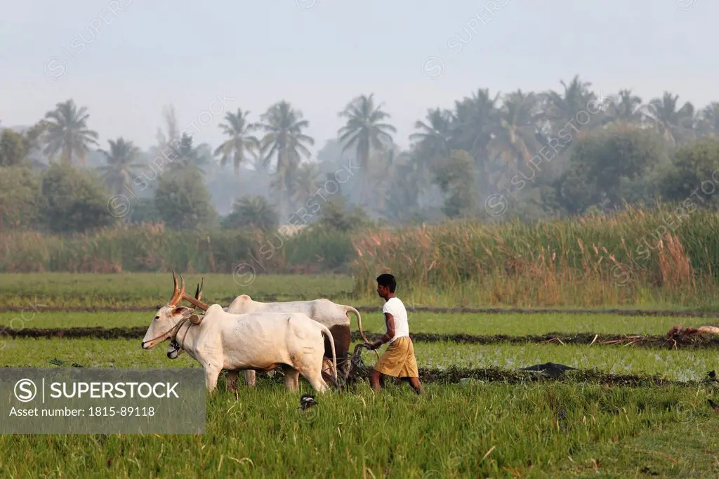 India, South India, Karnataka, Pandavapura, Farmer ploughing in rice field