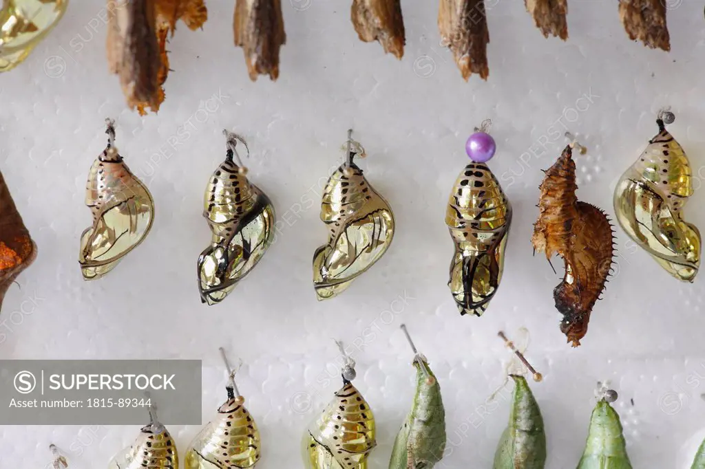 Costa Rica, Pupas of butterflies at butterfly farm