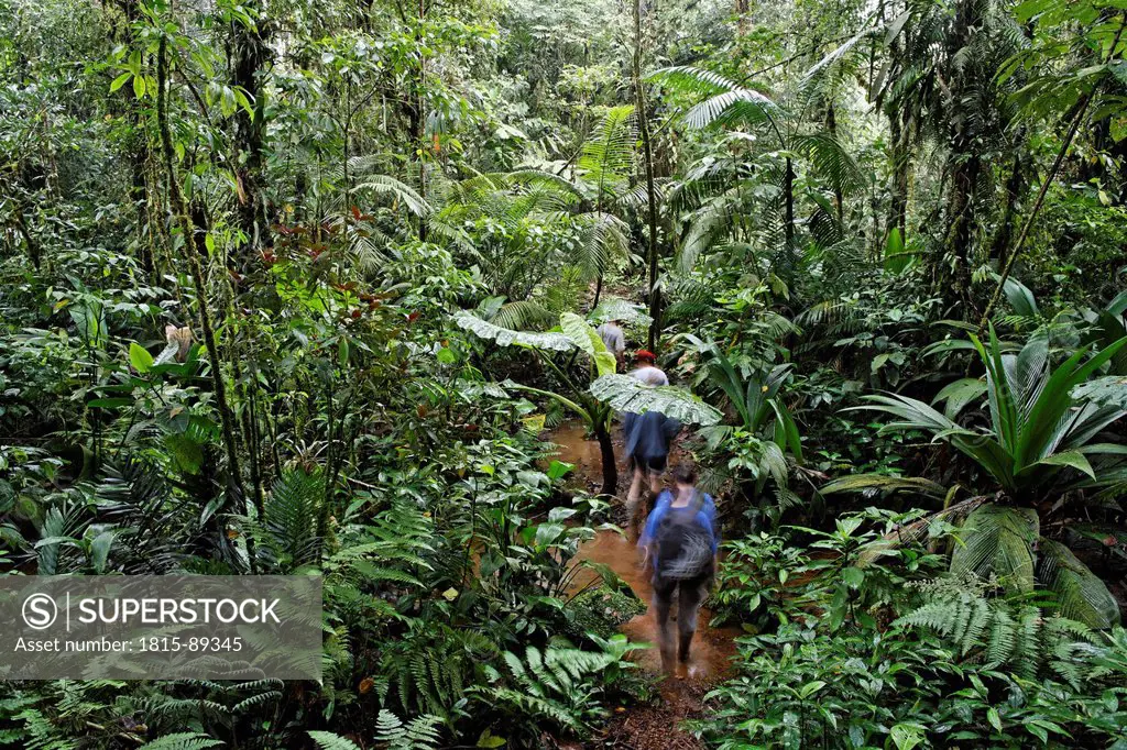 Costa Rica, Las Horquetas, Rara Avis, Tourists in rainforest