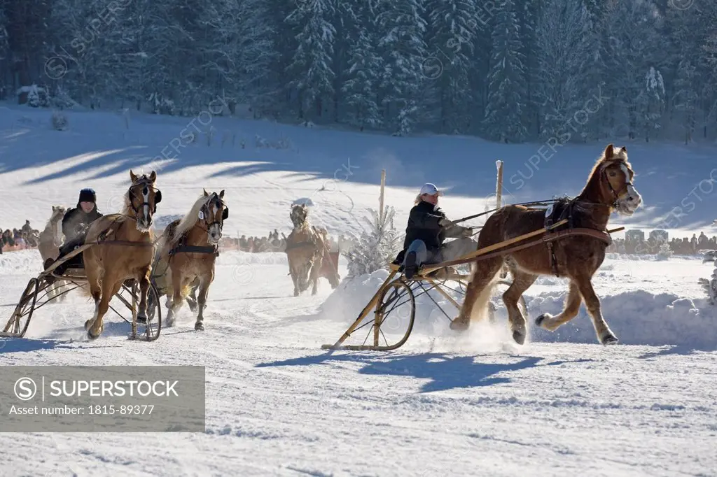 Germany, Bavaria, Upper Bavaria, Rottach_Egern, View of horsedrawn sleigh racing