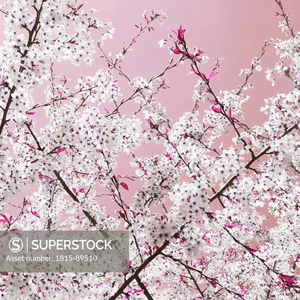 Germany, Hannover, Close_up of apple blossoms