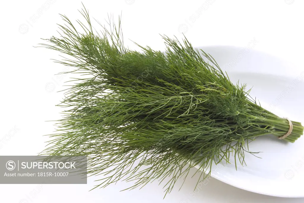 Dill (Anethum graveolens), close-up