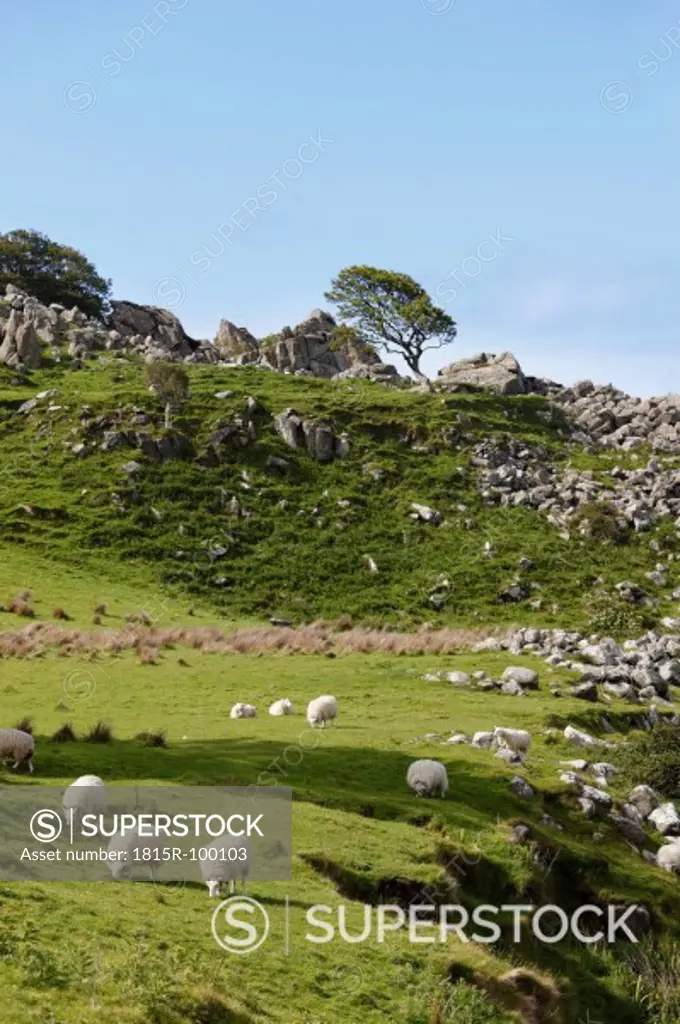 United Kingdom, Northern Ireland, County Antrim, View of sheep grazing on grassy landscape