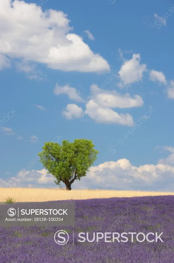France, View of lavender field with tree