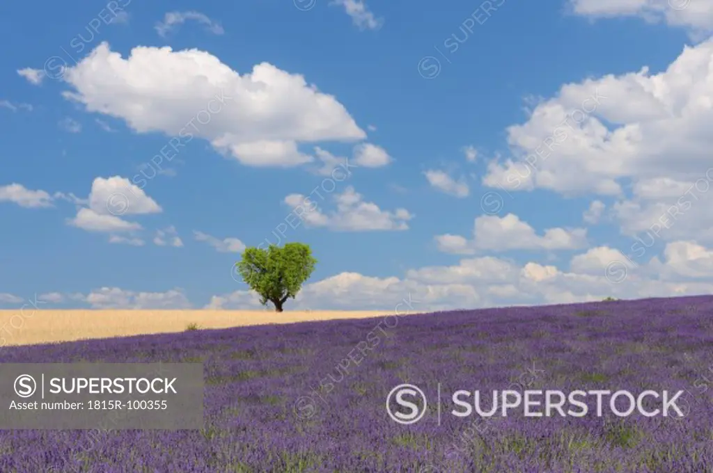 France, View of lavender field with tree