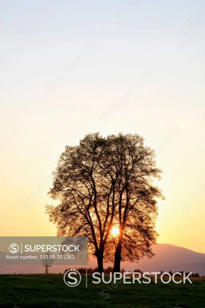 Germany, Bavaria, View of broad leaved tree at sunrise