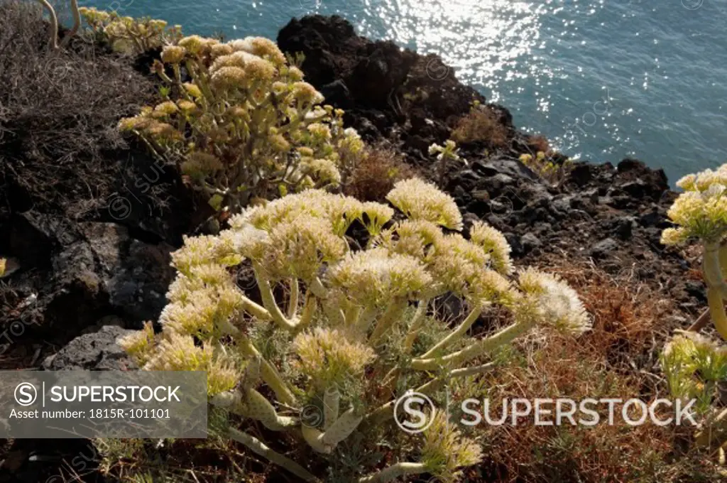 Spain, Canary Islands, La Palma, View of euphorbia with seeds