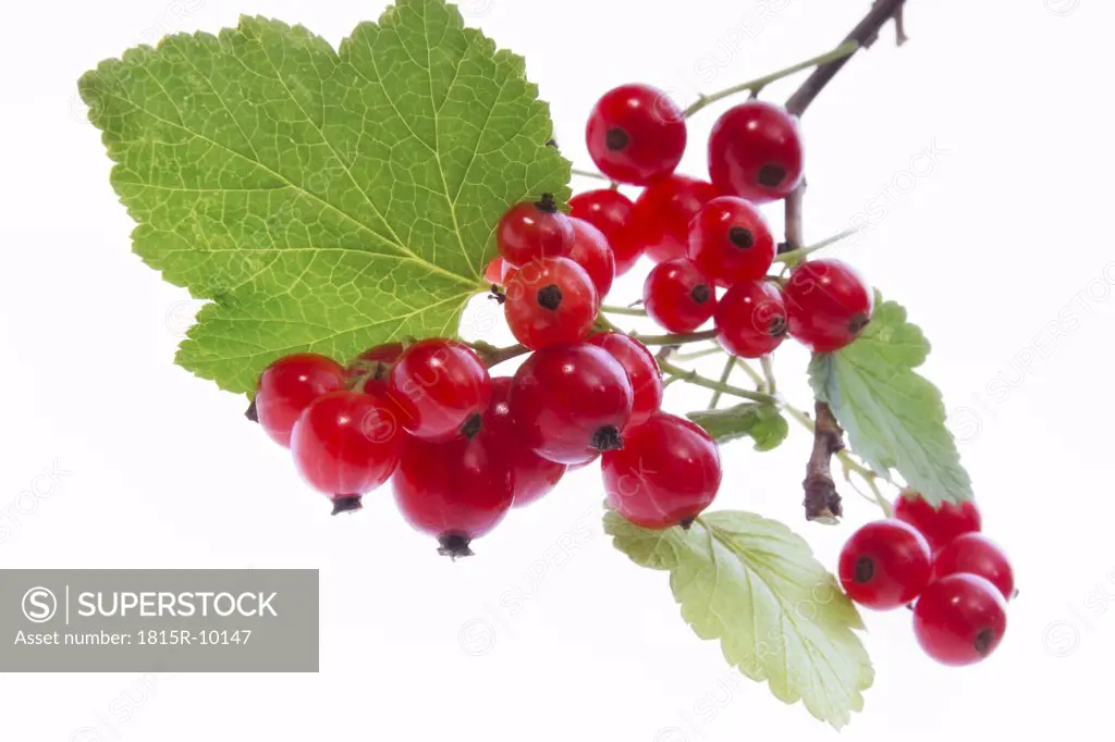 branch with red currants, cut-out, white background