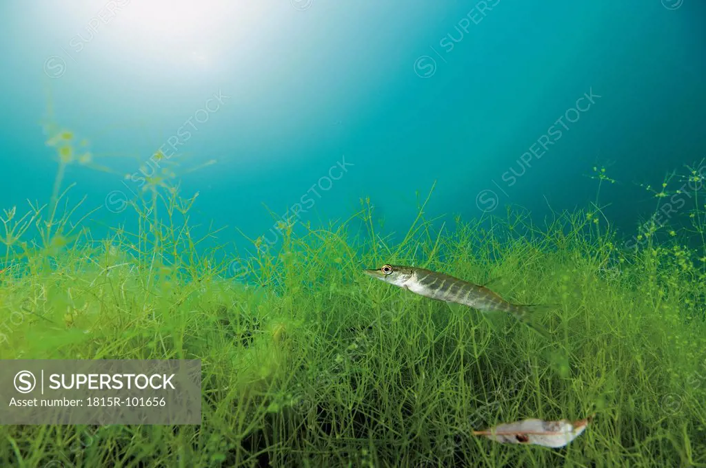 Northern pike in water with aquatic plants