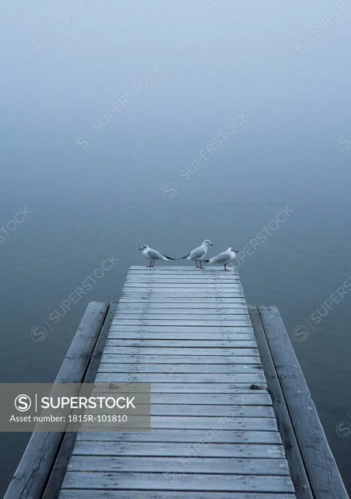 Austria, Seagull on jetty with Mondsee Lake
