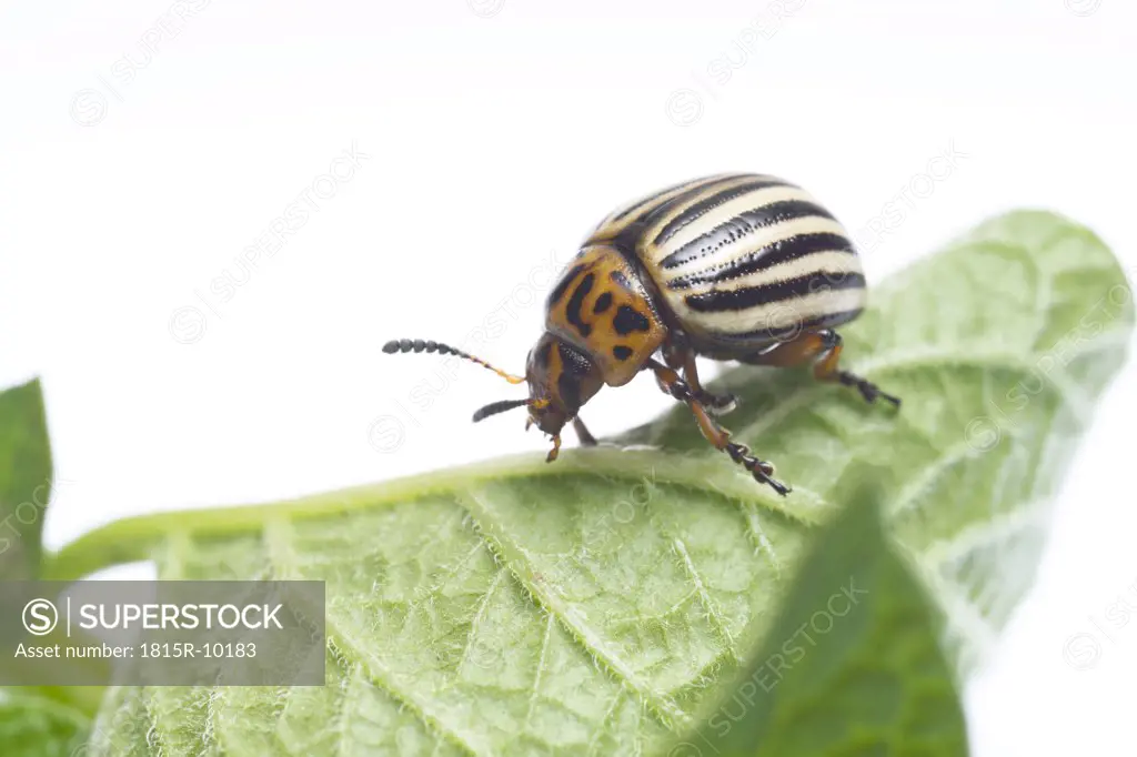 potato beetle; Leptinotarsa decemlineata, cut-out, white background