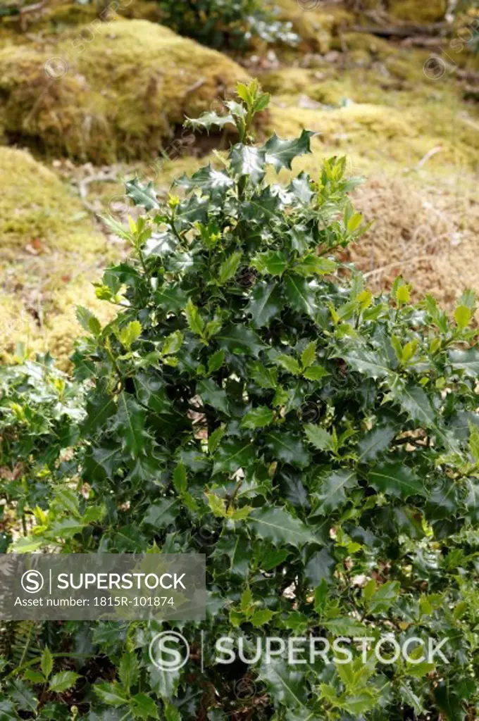 Ireland, County Donegal, View of European holly