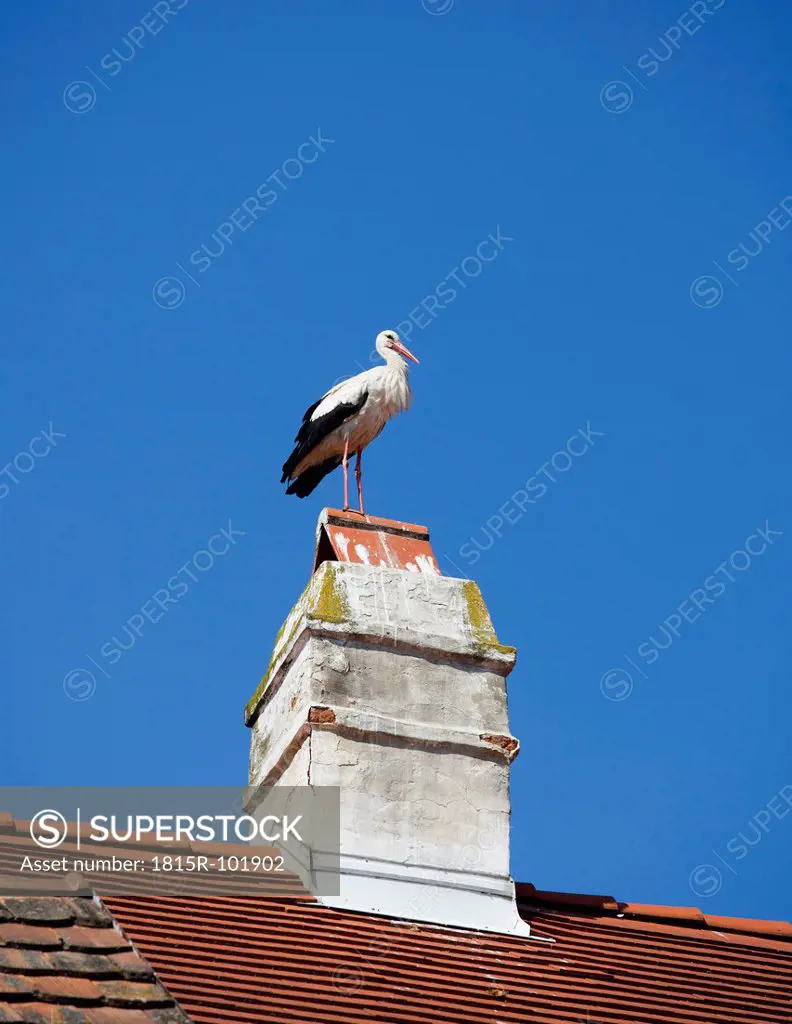 Austria, Burgenland, Rust, Stork on roof top