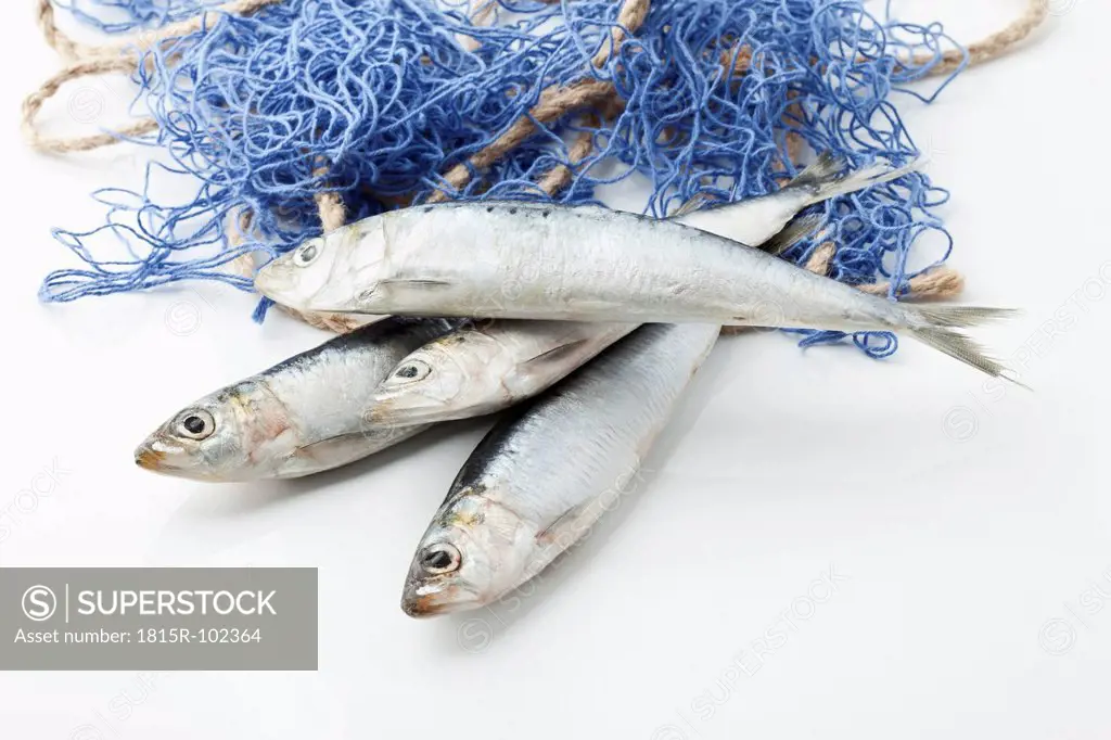 Sardines with fishnet on white background