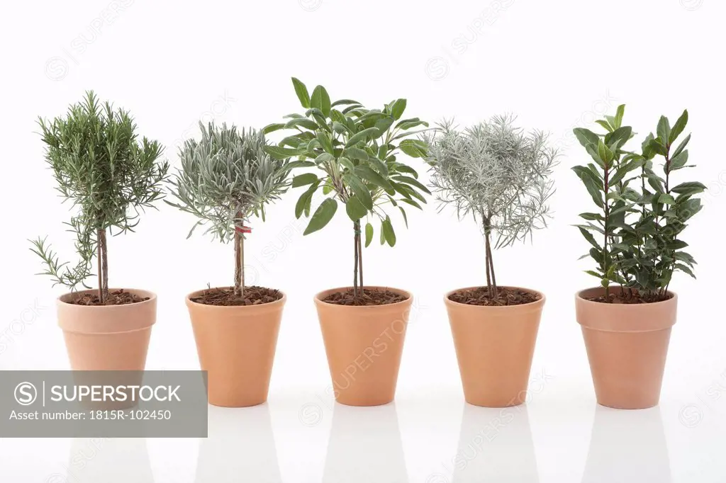 Variety of plants in flower pot on white background