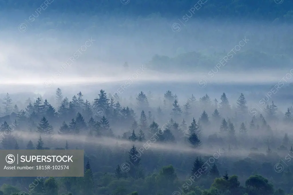 Germany, Bavaria, Upper Bavaria, Munich, View of misty forest at dawn