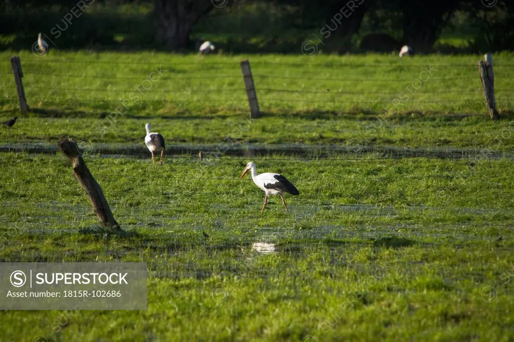 Germany, Storks on grassland