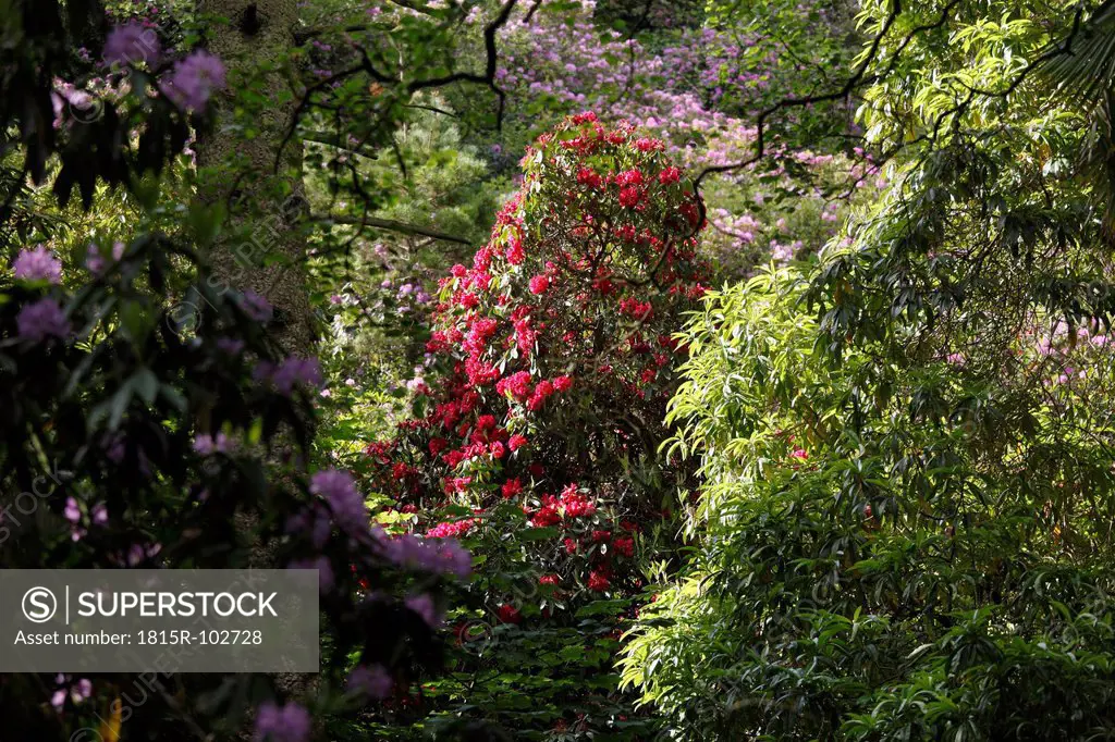 Ireland, Leinster, County Fingal, View of rhododendron gardens