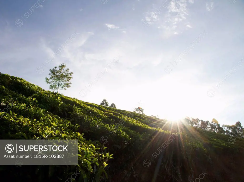 India, Kerala, Munnar, View of tea field