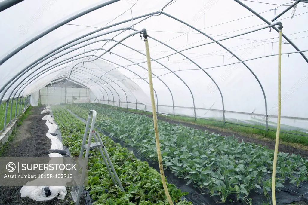 Germany, Bavaria, Cultivation of chards and kohlrabi in greenhouse