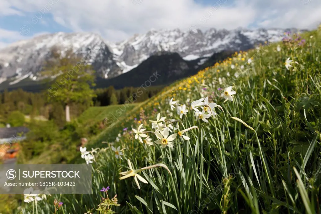 Austria, Styria, Ausseer Land, Wild daffodil flowers in meadow