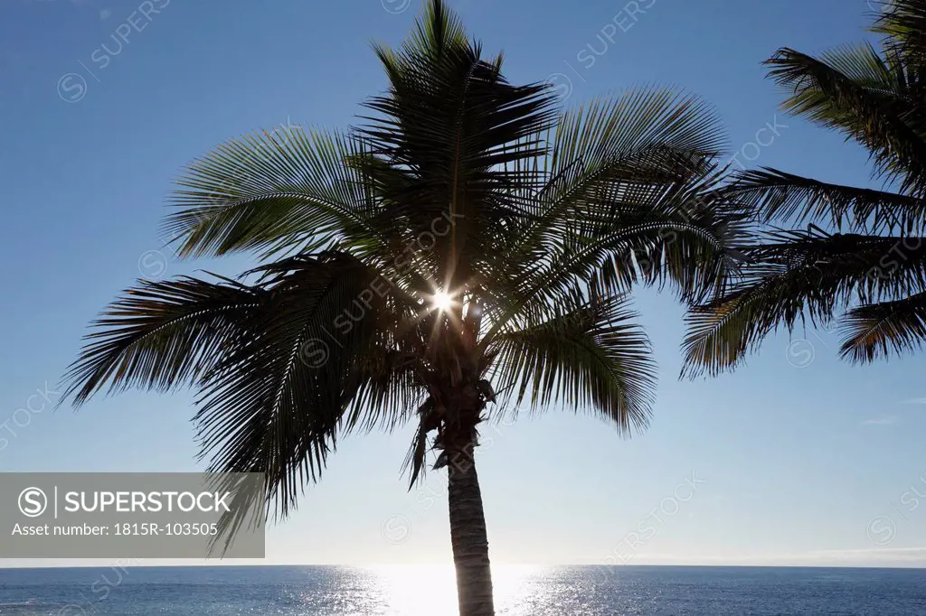 Spain, Canary Islands, La Palma View of palm trees at beach