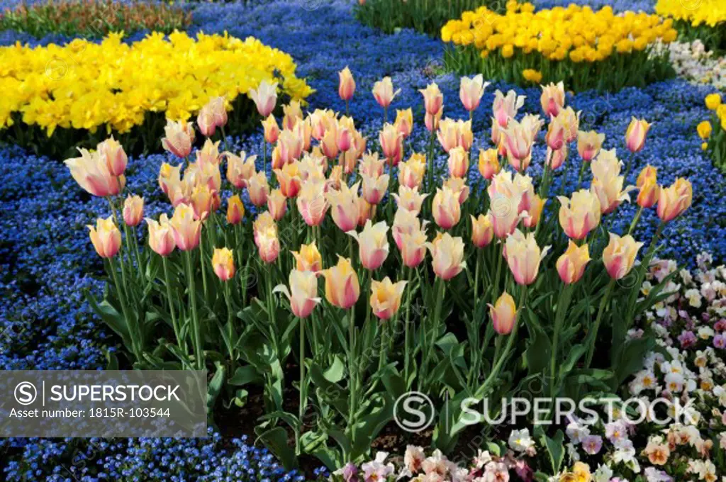 Europe, Germany, North Rhine Westphalia, View of tulip flower bed