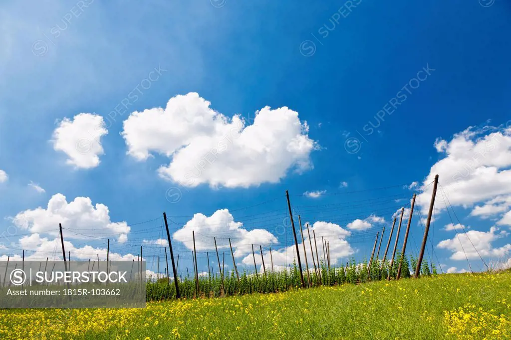 Germany, Bavaria, View of field