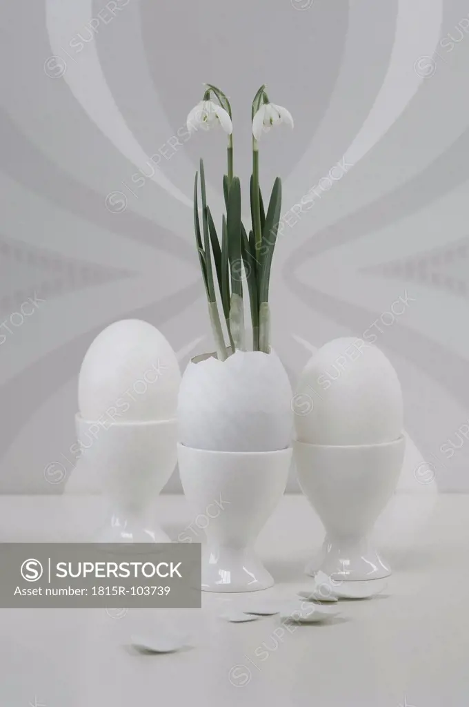 White egg in egg cup and snowdrop in eggshell, close up