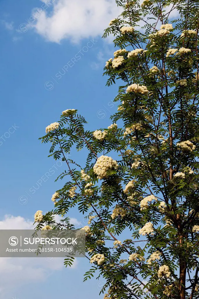 Europe, Germany, Rhineland Palatinate, View of rowan tree