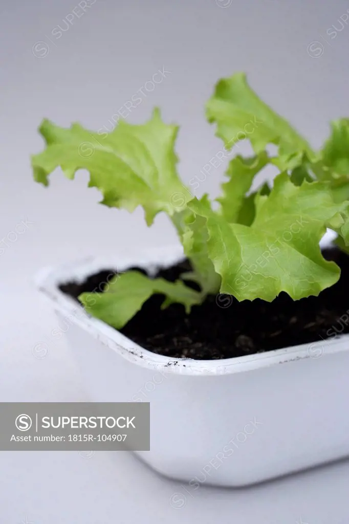 Cultivation of lettuce