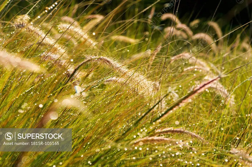 Portugal, Algarve, Sagres, View of grass with water drop, close up