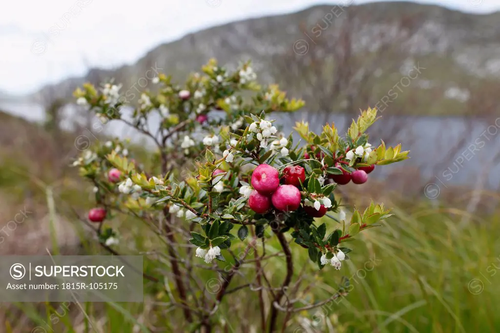 Ireland, County Donegal, View of Gaultheria mucronata