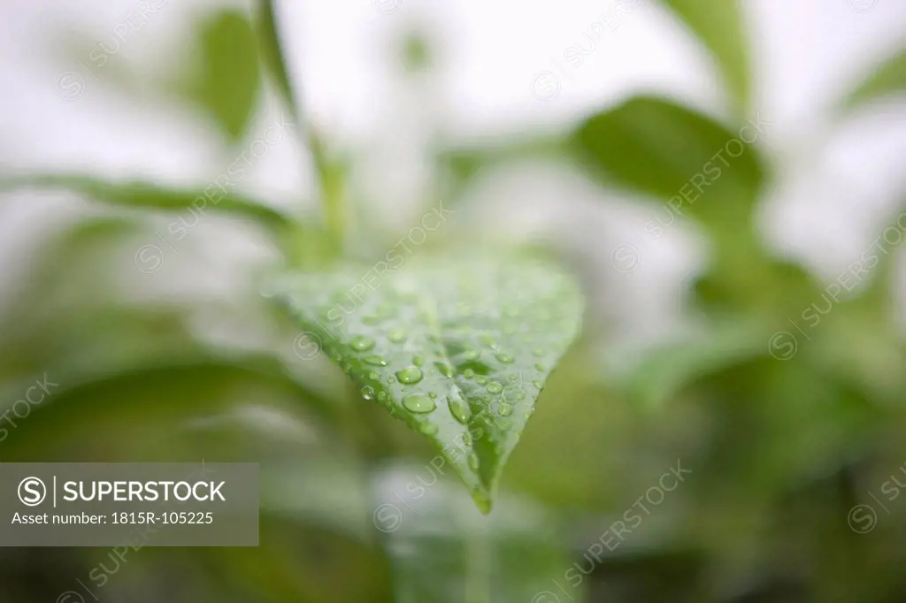 Germany, Braunschweig, Raindrops on green leaf