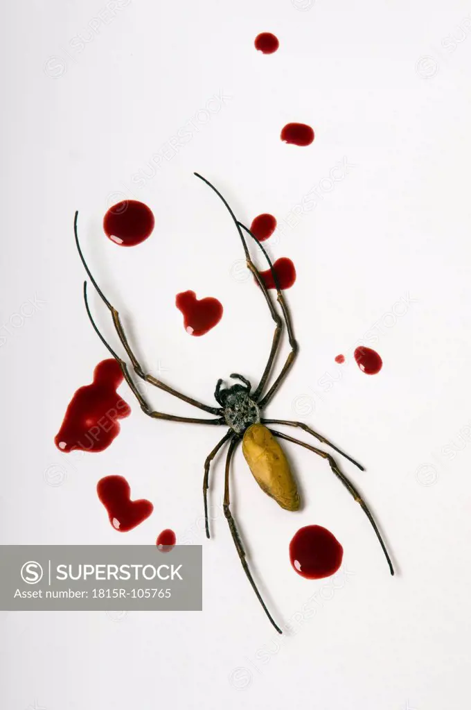Dead spider with blood drops