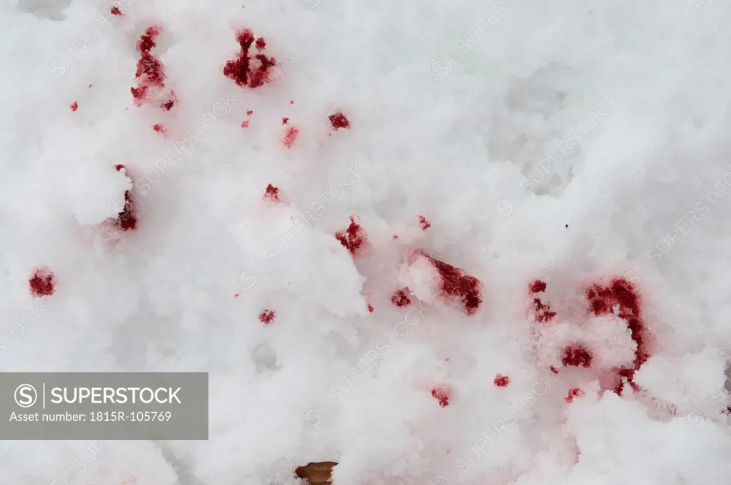 Europe, Germany, Crime scene with bloodstain in snow, close up