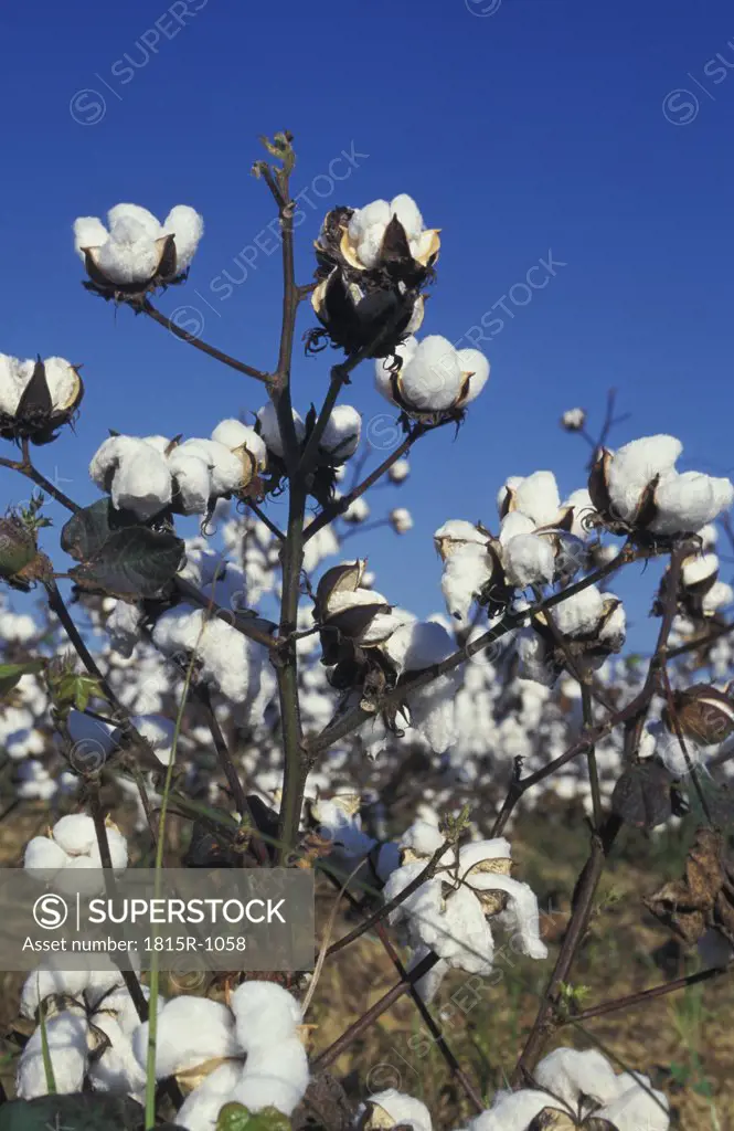 Cotton field, Mississippi, USA