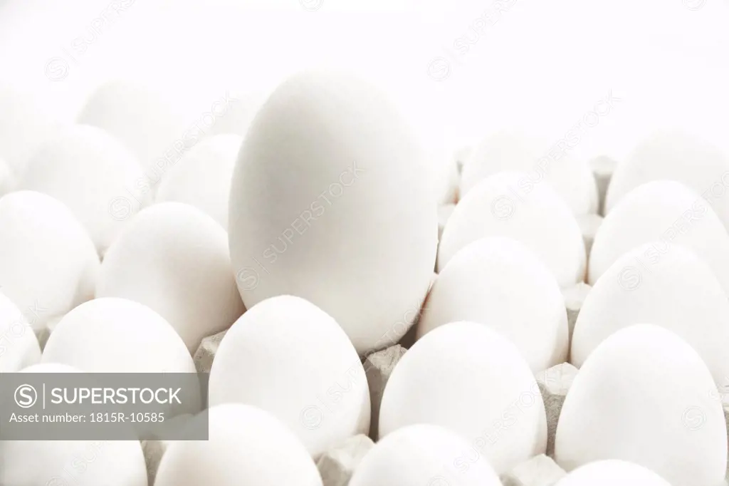 Chicken eggs and a goose egg