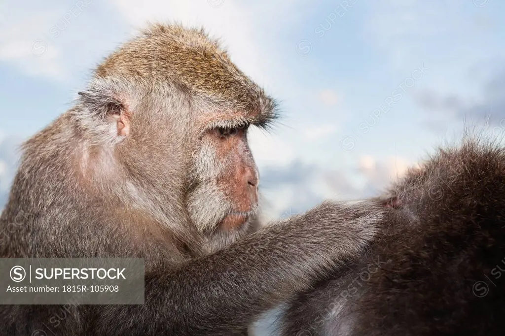 Indonesia, Bali Island, Bukit Peninsula, Monkey searching lice in other monkey hair