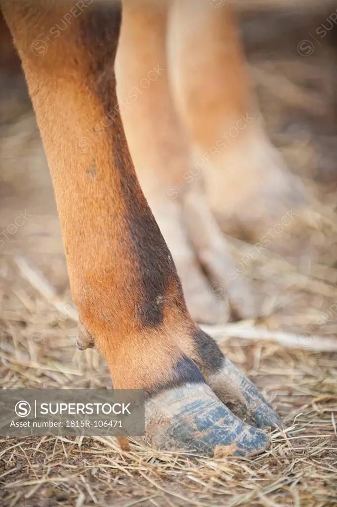 USA, Texas, Close up of cattle hoof