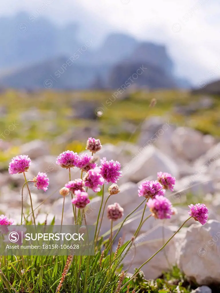 Europe, Italy, Wild flowers in National Park of Sesto Dolomites