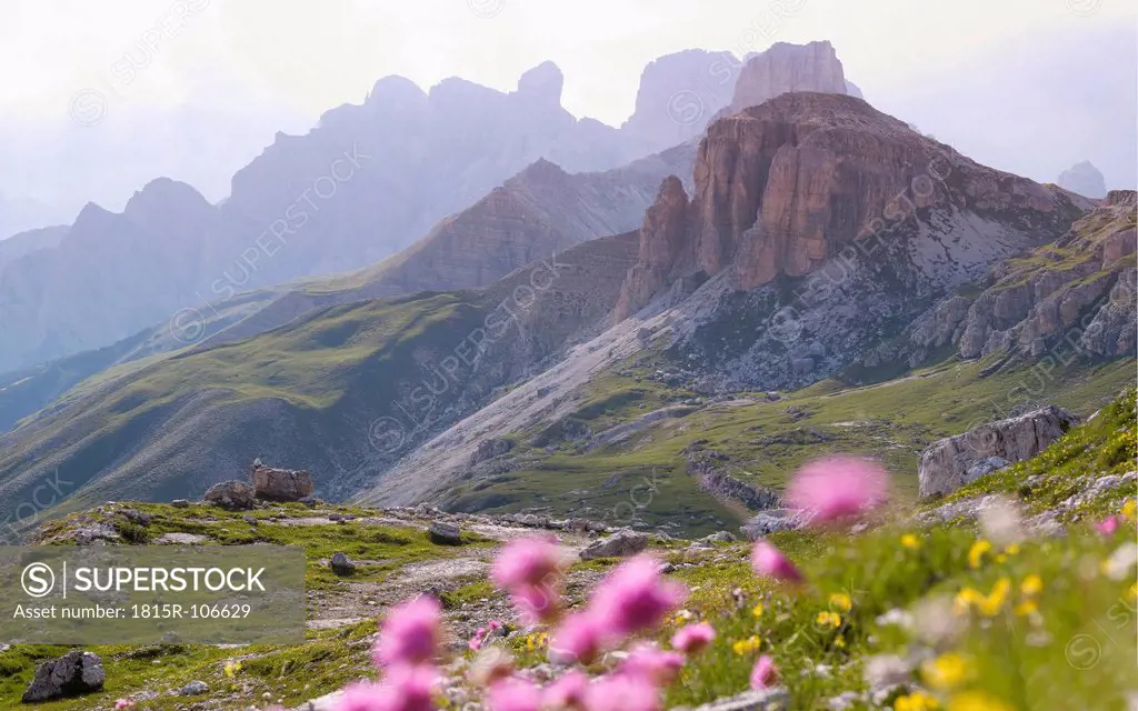 Europe, Italy, Wild flowers in National Park of Sesto Dolomities