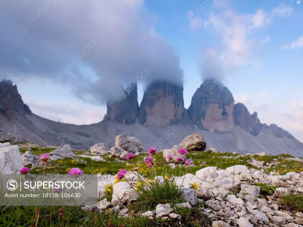 Europe, Italy, View to wild flowers and Tre Cime di Lavaredo mountains