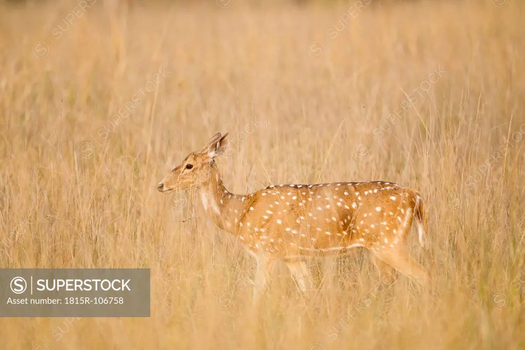 India, Madhya Pradesh, Axis deer at Kanha National Park